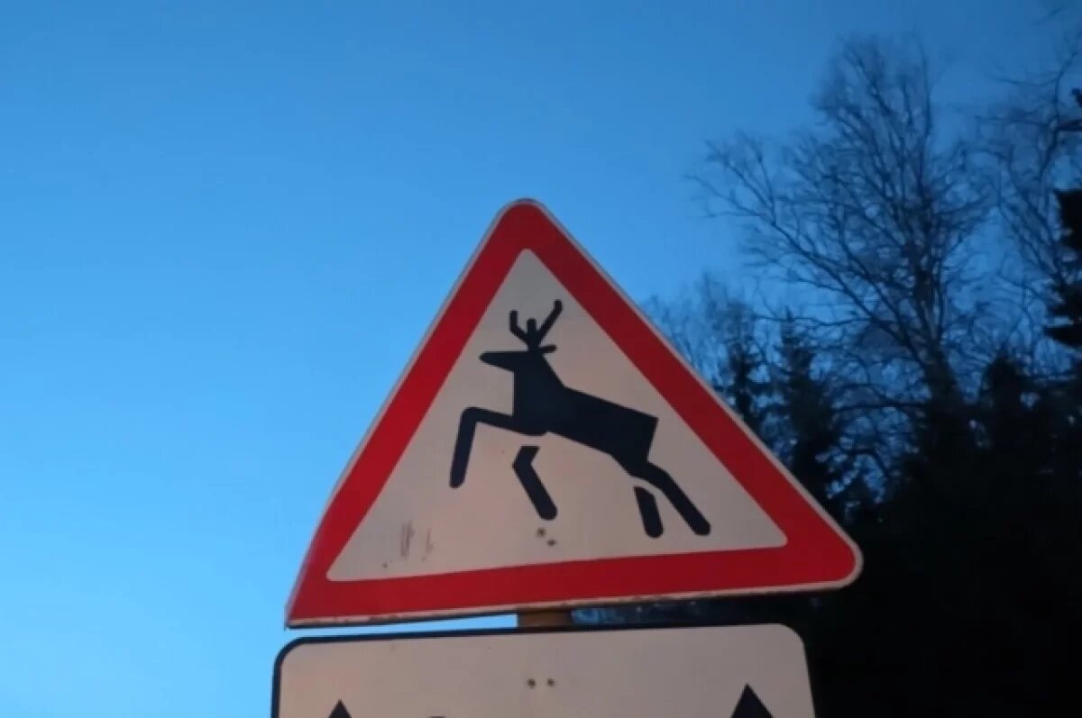    Лось выбежал под колёса автобуса в Перми