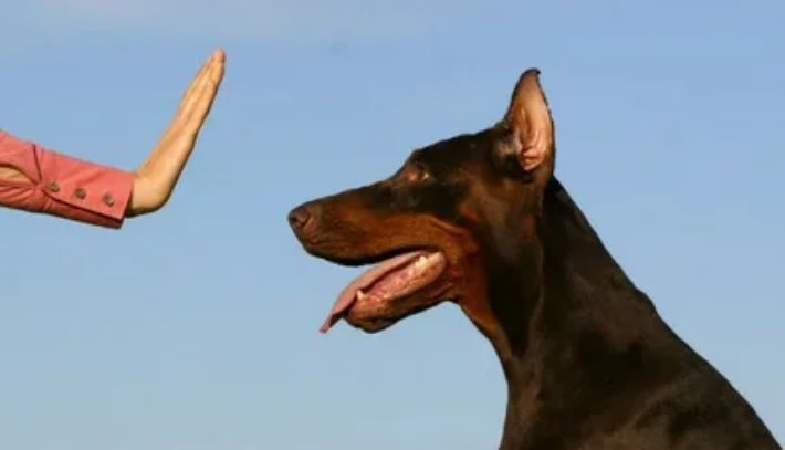 Самый простой способ научить собаку команде «Фу»