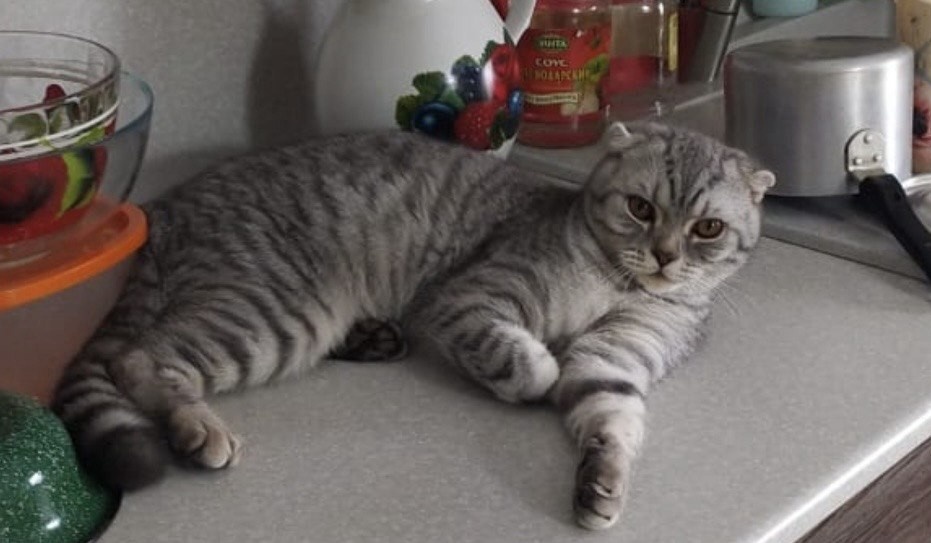 Кот Лео предпочитает спать на кухонном гарнитуре