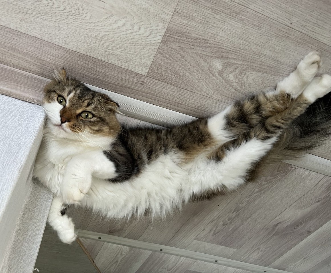 Мой Яшка любит спать на проходе