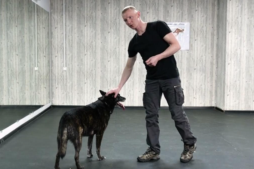 Команда «Ко мне»: как научить собаку возвращаться по первому зову