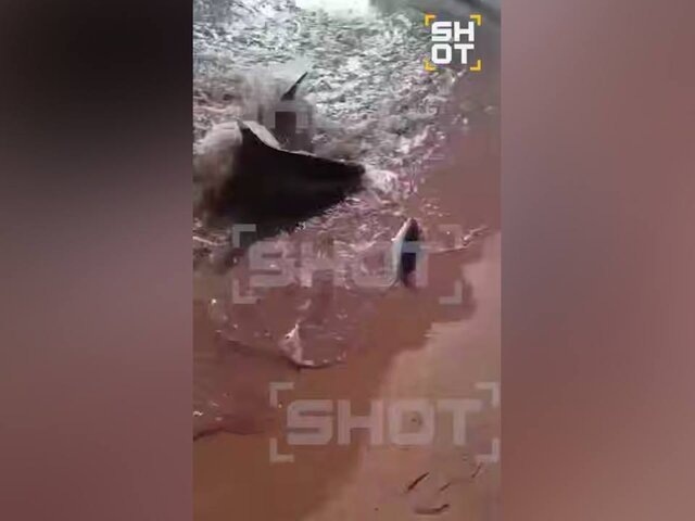    Фото: телеграм-канал SHOT