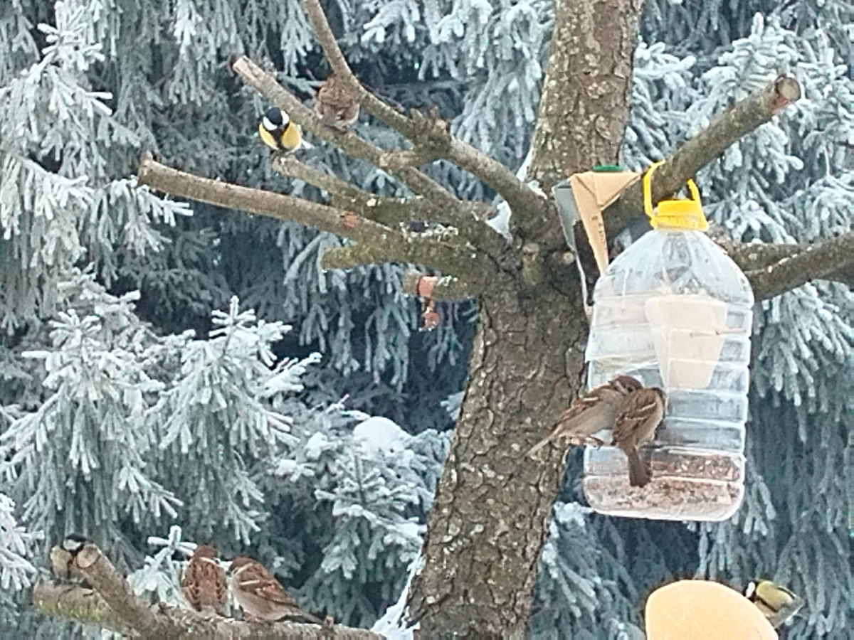 У птичек ужин