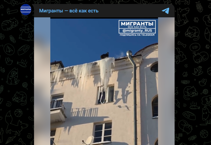 Фото: Telegram-канал "Мигранты - всё как есть"