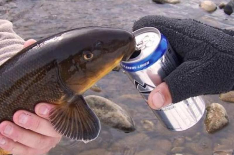 Люди на фото поступают неправильно: поить пресноводную рыбу водичкой (а уж тем более алкоголем) нельзя. А вот почему — мы вам сейчас и расскажем.