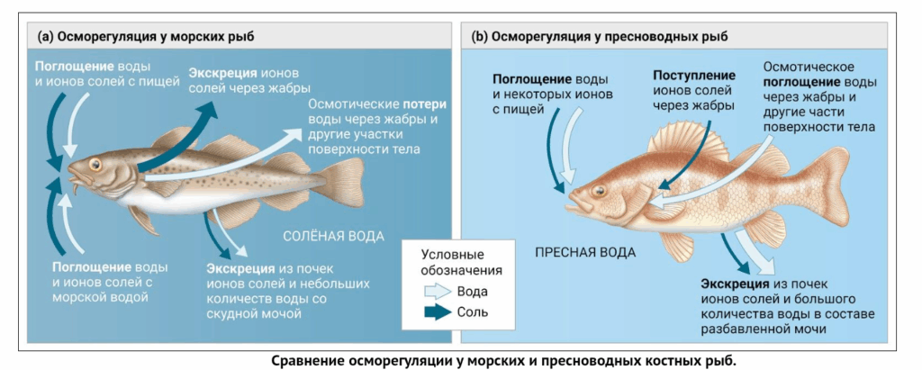 Красивая и умная картинка с кратким объяснением. Сохраните, чтобы выпендриваться перед другими своим интеллектом и запасами умных картинок.