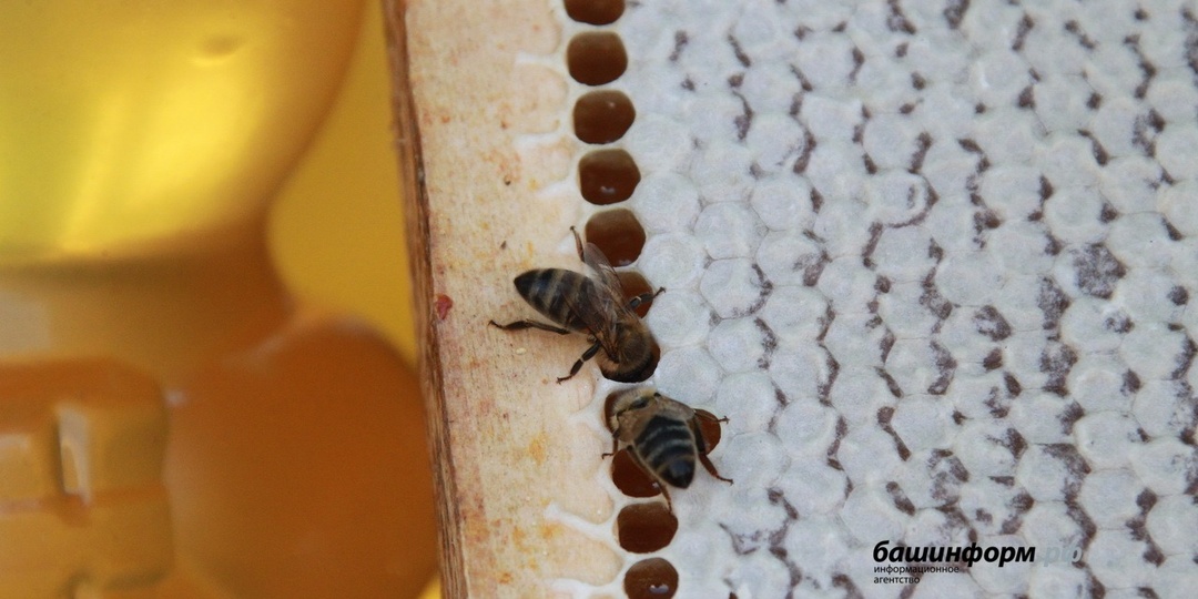 В Уфе состоится форум пчеловодов Башкирии