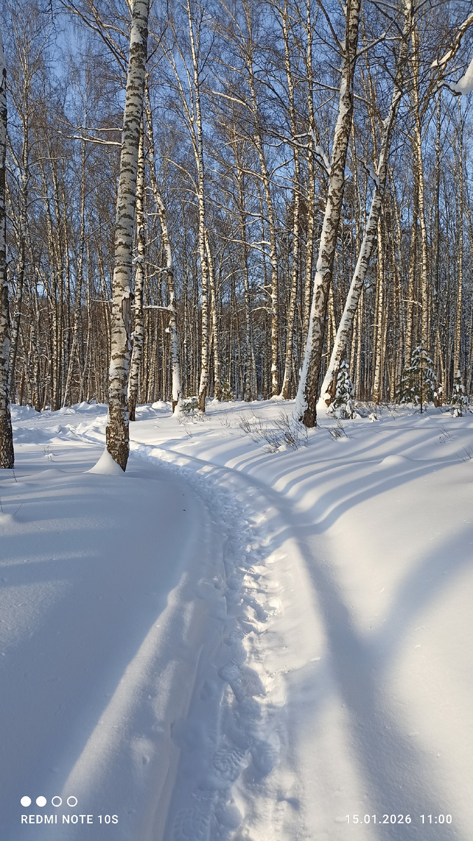 Январь в березовом лесу. Фото автора.
