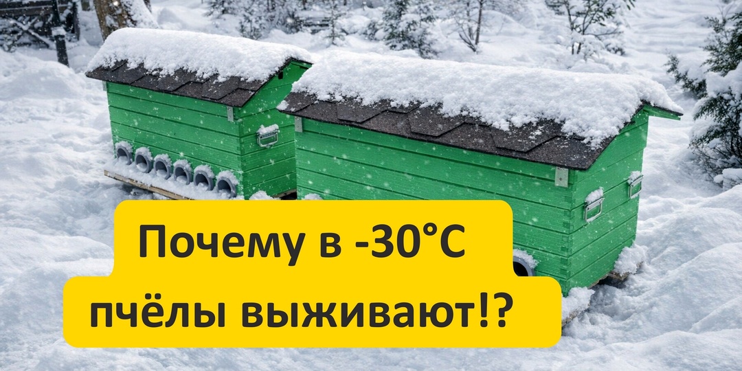 Почему в -30°C пчёлы не мёрзнут — физика зимнего клуба пчёл