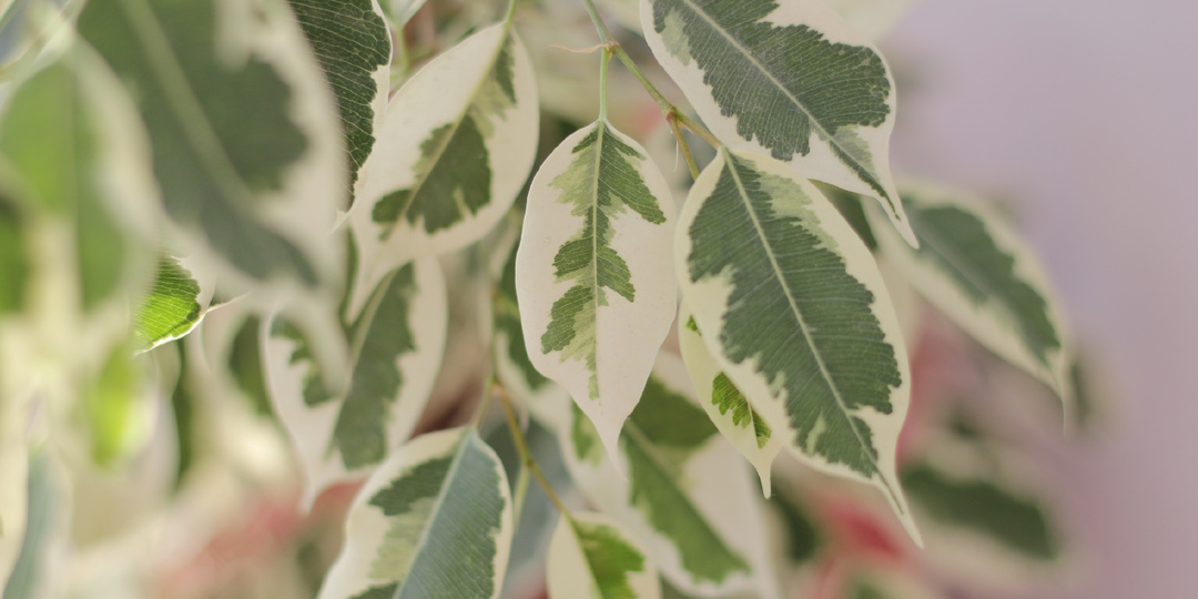 Перестал расти и сбрасывает листья: что любит фикус