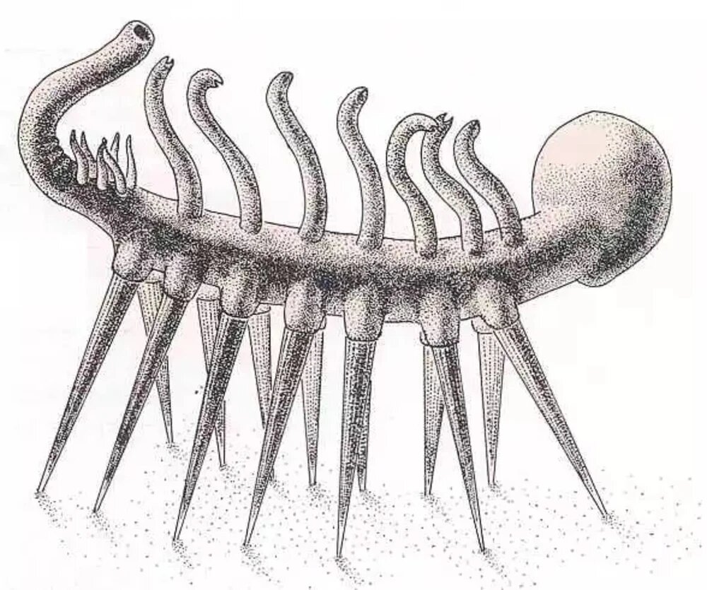 Старая реконструкция галлюцигении.