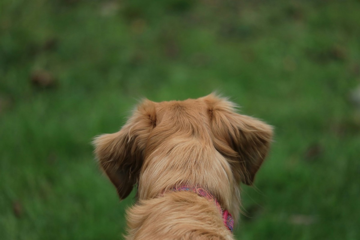    Чистку ушей собаке нужно проводить по показаниям, а не по желанию владельца
