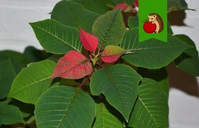 Фото: https://indoor-plants.org/katalog-rastenij/derevja-i-kustarniki/poinsettia/