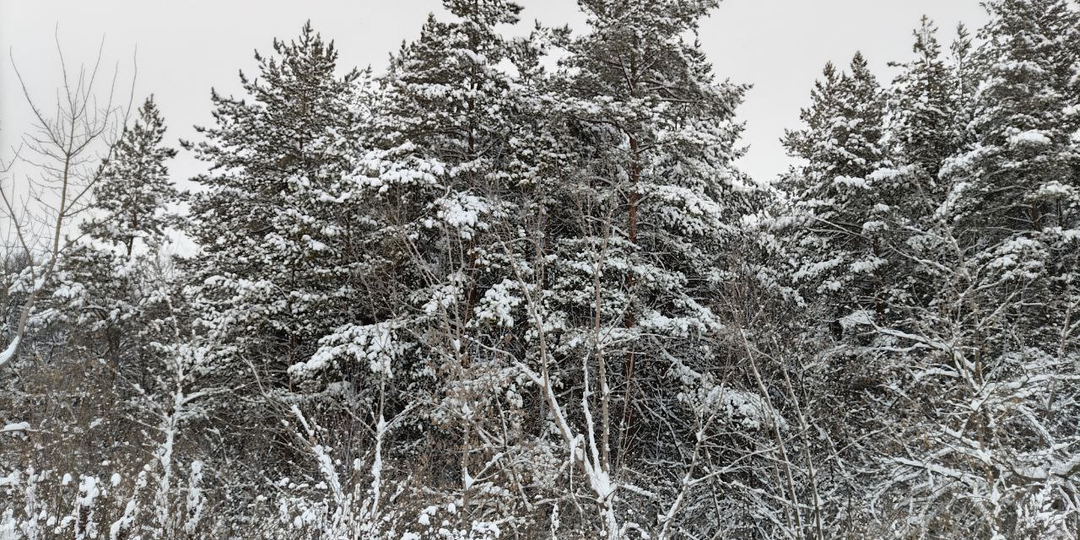 Сердце сироты. Глава 13.