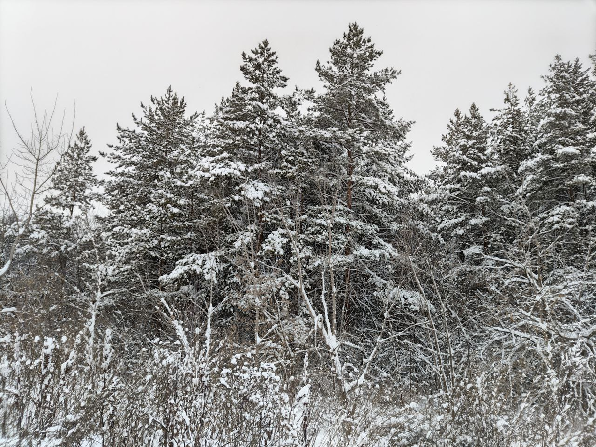 Фото автора.