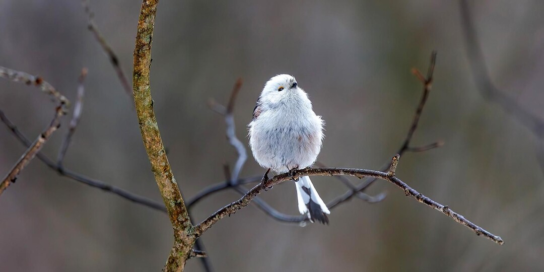 Чем помочь птицам в морозы: простые советы для зимней подкормки
