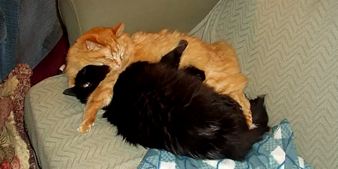 Котята всегда спали в обнимку и женщина не смогла их разлучить: почему питомцам нужны объятия