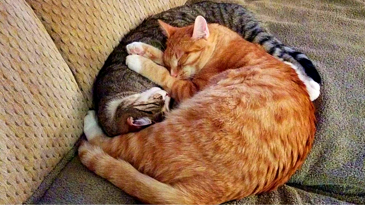 Если питомец растет среди сородичей и не знает дефицита телесных прикосновений, вырастая он скорее всего так и останется очень ласковым и тактильным