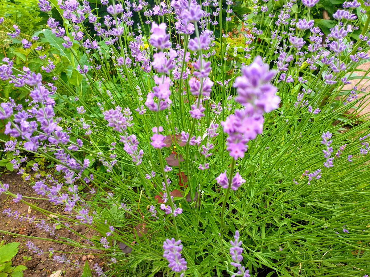 Лаванда. Фото автора