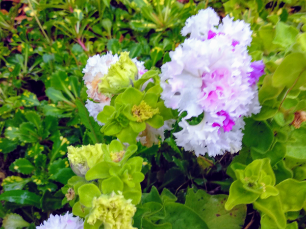 Петуния крупноцветковая (Фриллитуния) Яромнерже. Фото автора