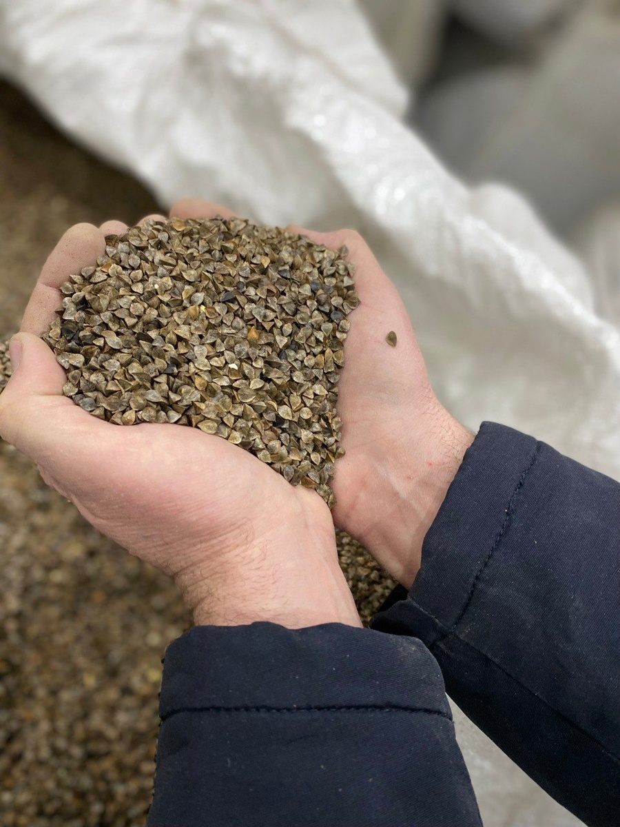 Зерна гречихи сорта Флагман имеют округлую форму и высокую выполненность.