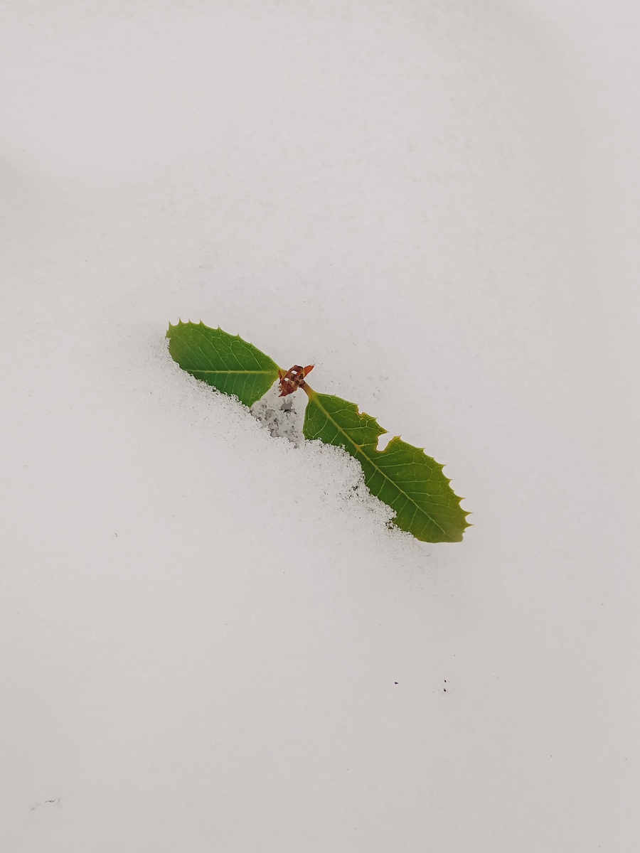 Османтус аквифолиум