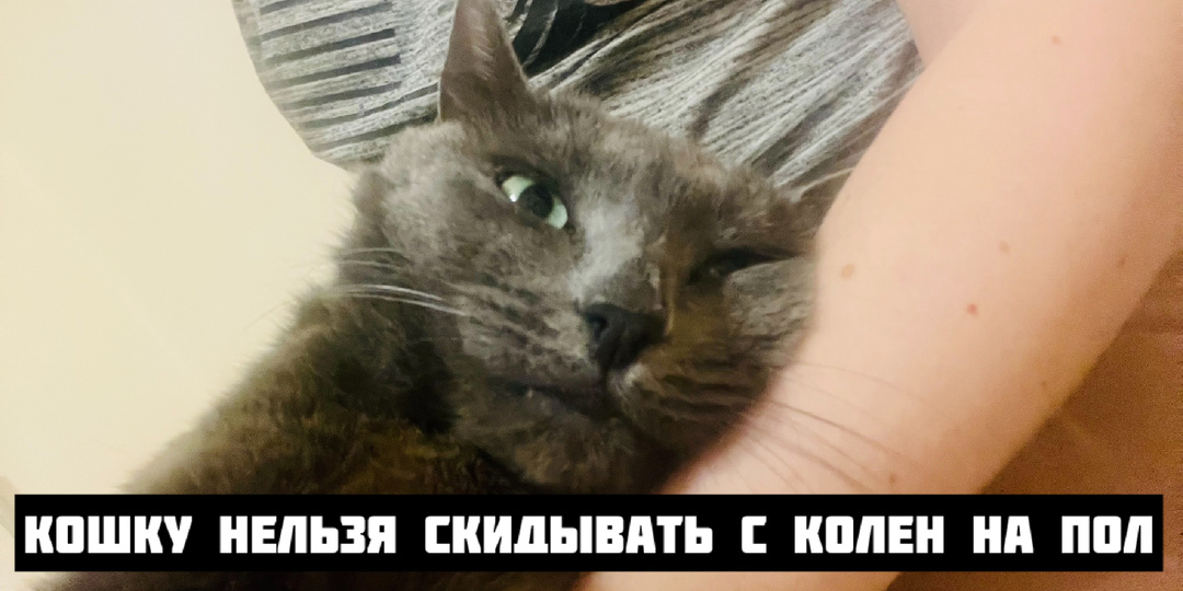 Ветеринары объясняют, почему кошку нельзя скидывать с колен на пол