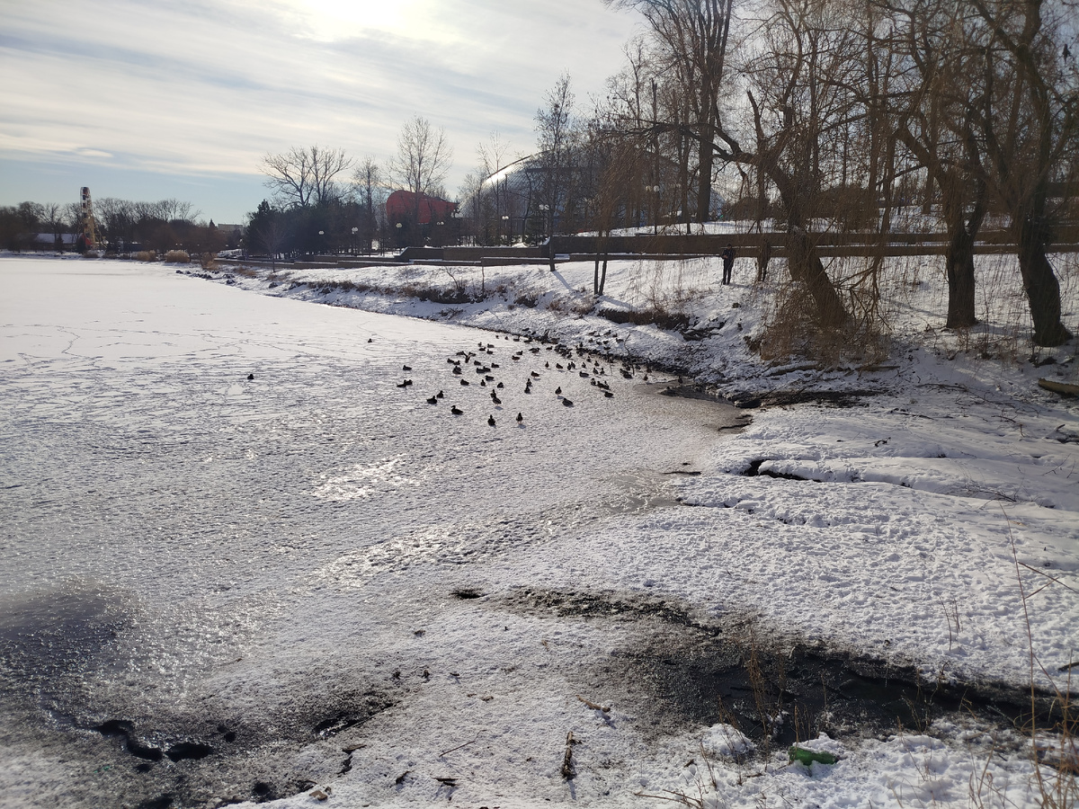 Люди кормят уточек возле родничка в Парке имени Щербакова. Здесь в ставок впадает подземный ручей и делает очень маленькую проталину в сплошном льду. Спасибо замечательным людям, которые помогают животным пережить зиму!