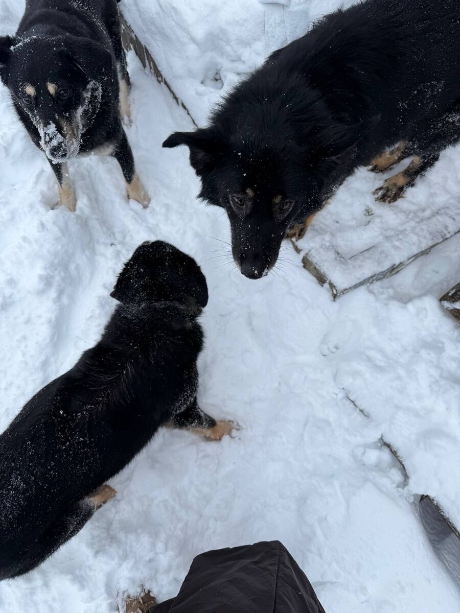 Мокрый нос - залог хорошей игры!