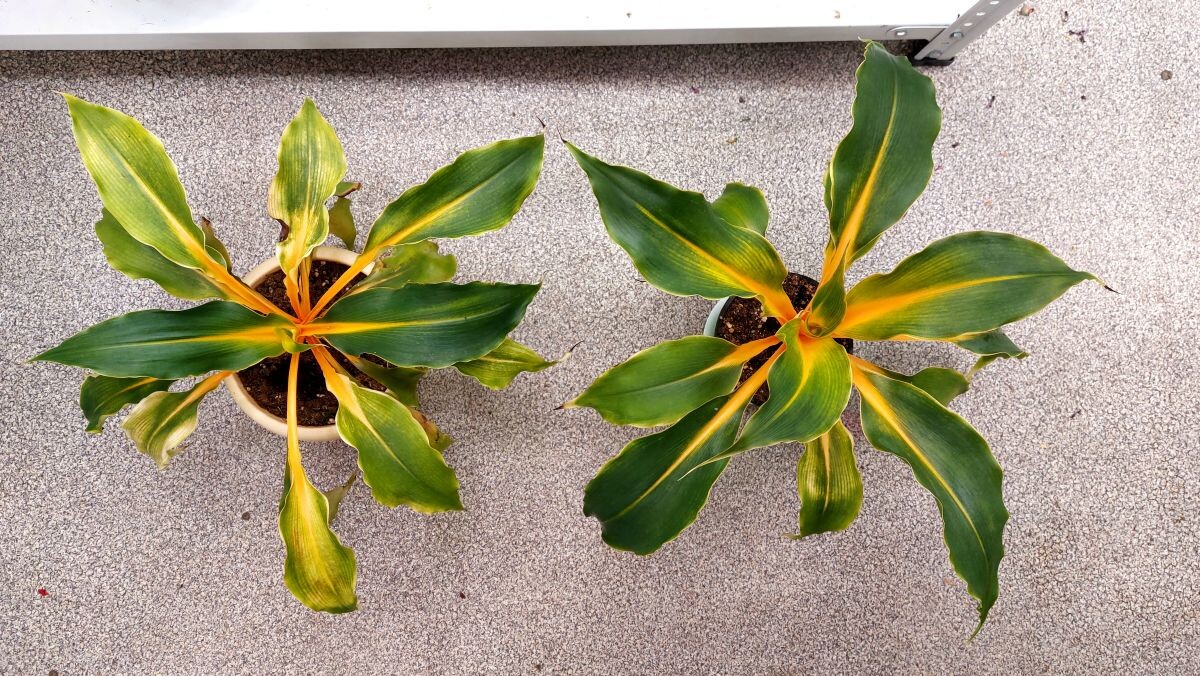 Хлорофитум “Green Orange” Chlorophytum orchidastrum