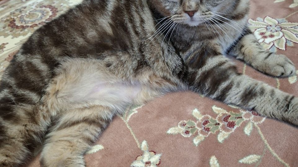 Подарите себе счастье - возьмите кошку из приюта