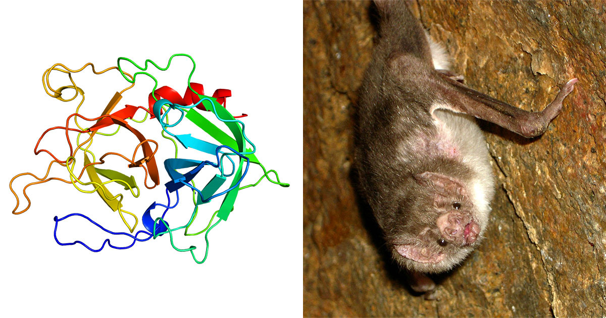 Acatenazzi / Wikipedia