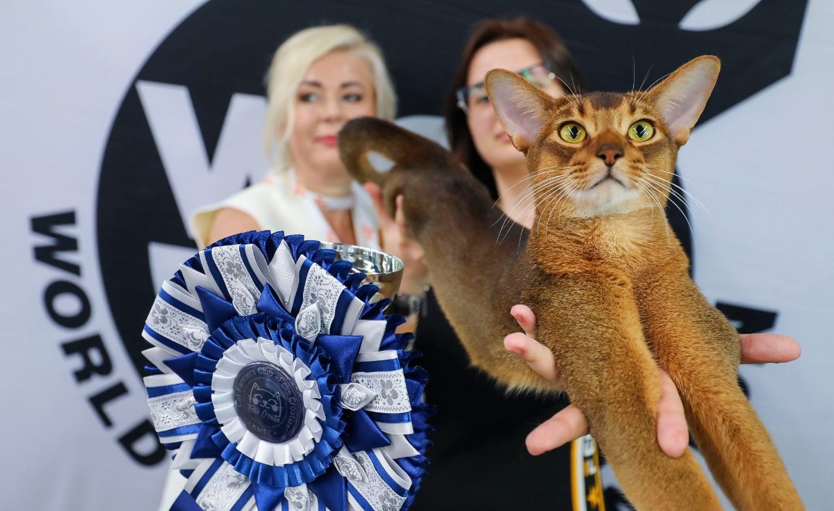 Фото Питомника абиссинских кошек Darlen Fleur