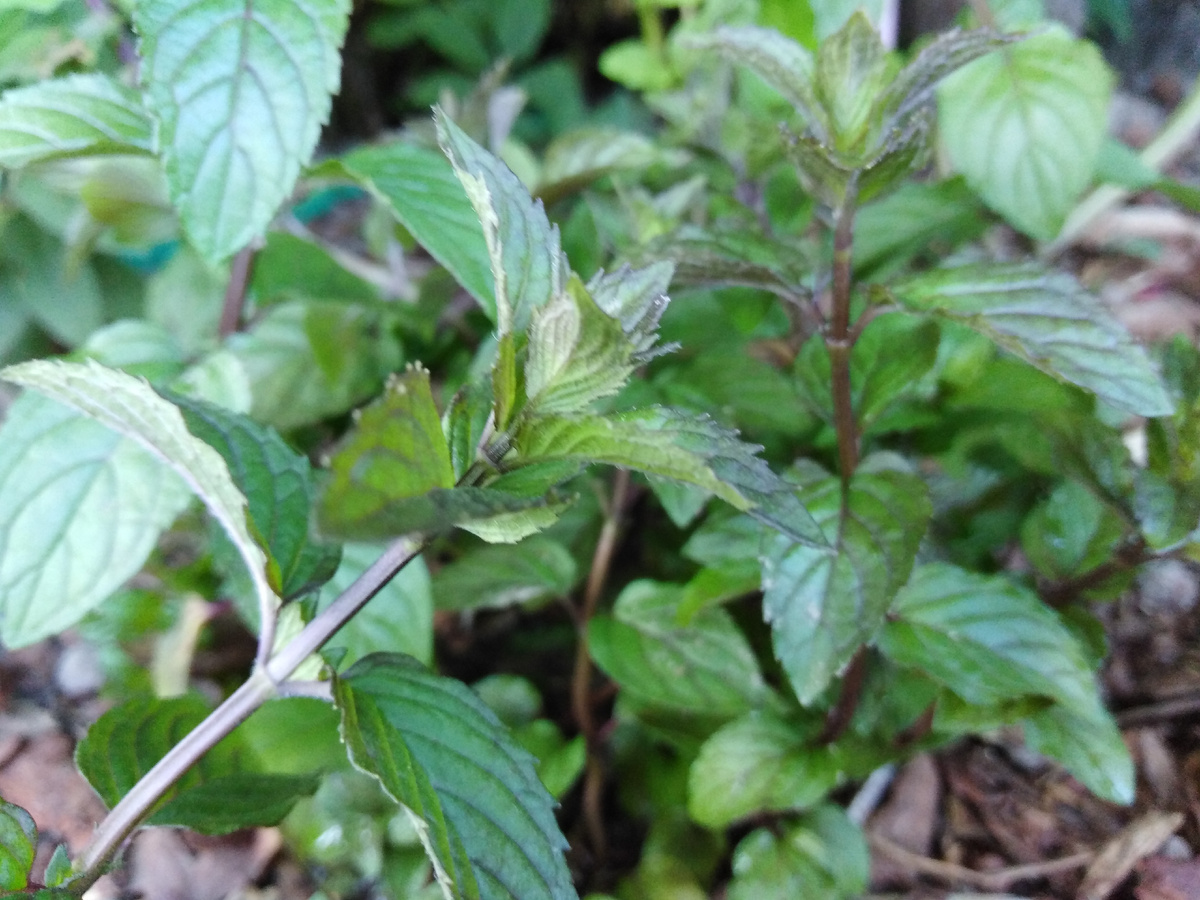 Мята шоколадная (на фото) окрашена слабо, у сорта "Медичка" и нижняя часть листа, и жилкование, и черешок должны быть фиолетовыми