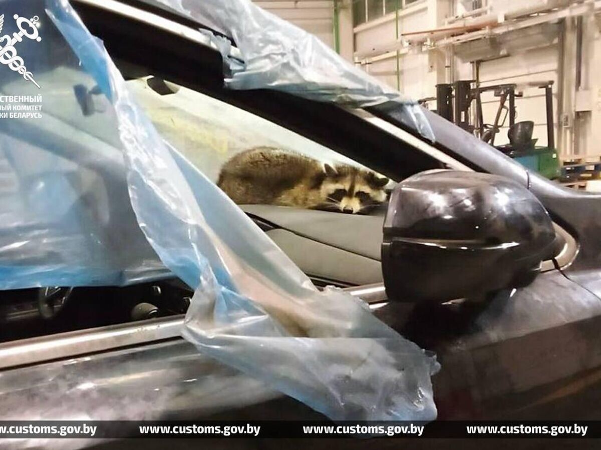    Енот в прибывшем из США контейнере с автомобилями на пункте таможенного оформления в Белоруссии | © Фото : Таможенные органы Республики Беларусь/Telegram