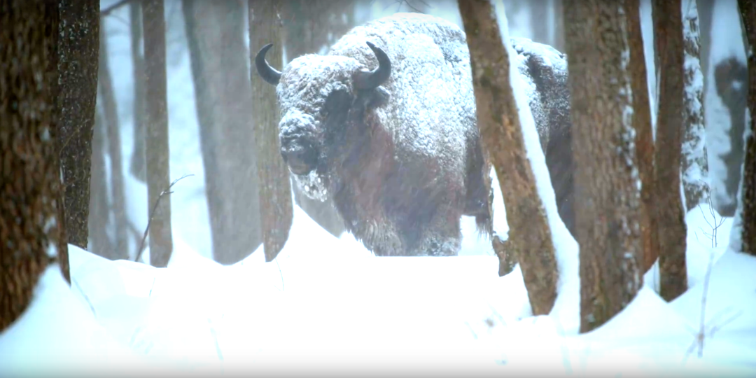 В калужском заповеднике засняли зубра в снегопад