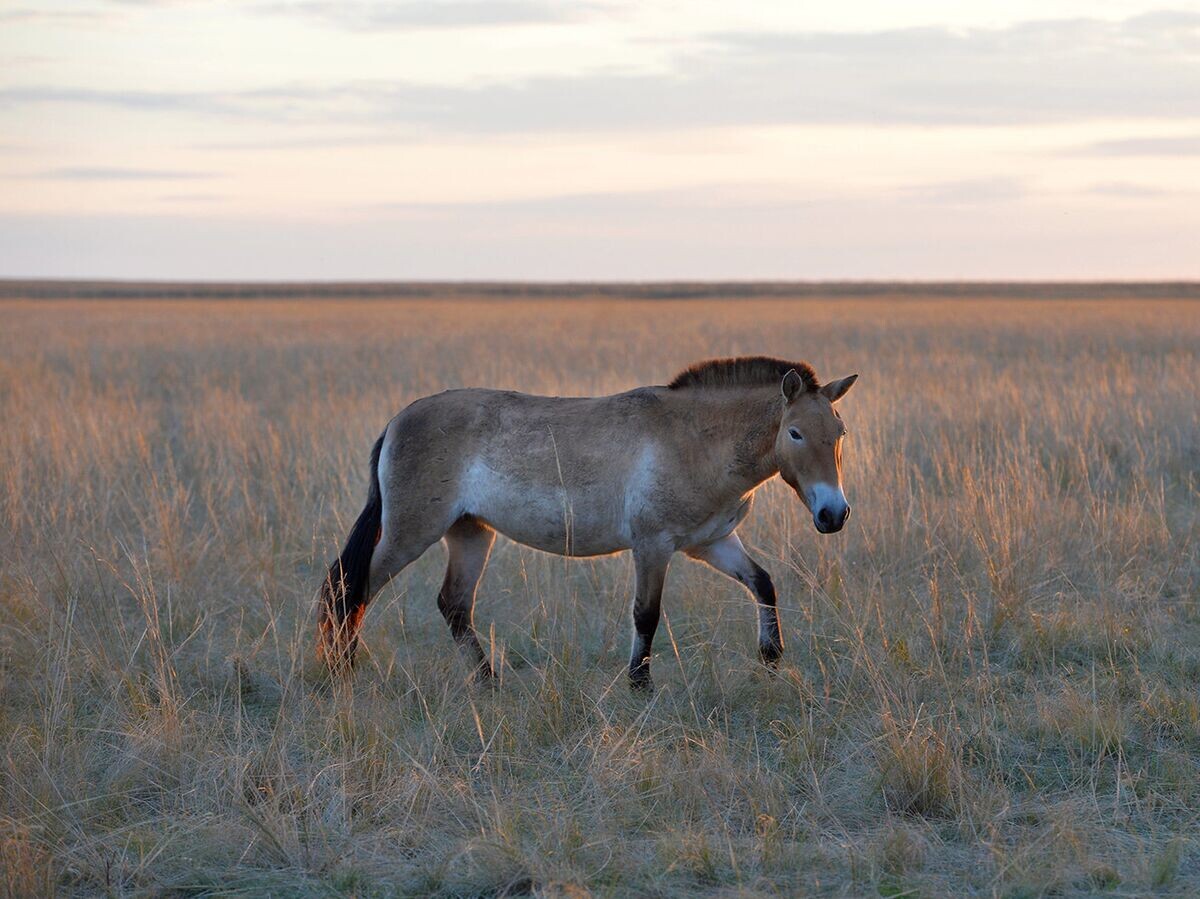    Девять лошадей Пржевальского выпущено на волю | © РИА Новости / Алексей Дружинин