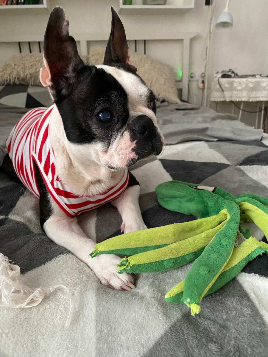 Бостонка Жанни 9 лет