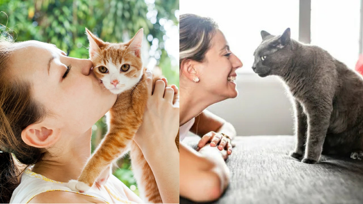 Кошки и хозяева