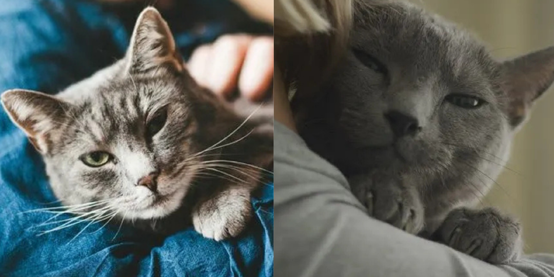 Каких людей уважают кошки на самом деле