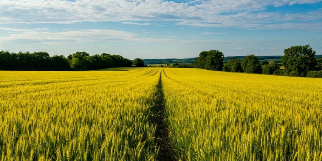 Прокуратура Киржача вернула государству земли, незаконно отчужденные мошенниками