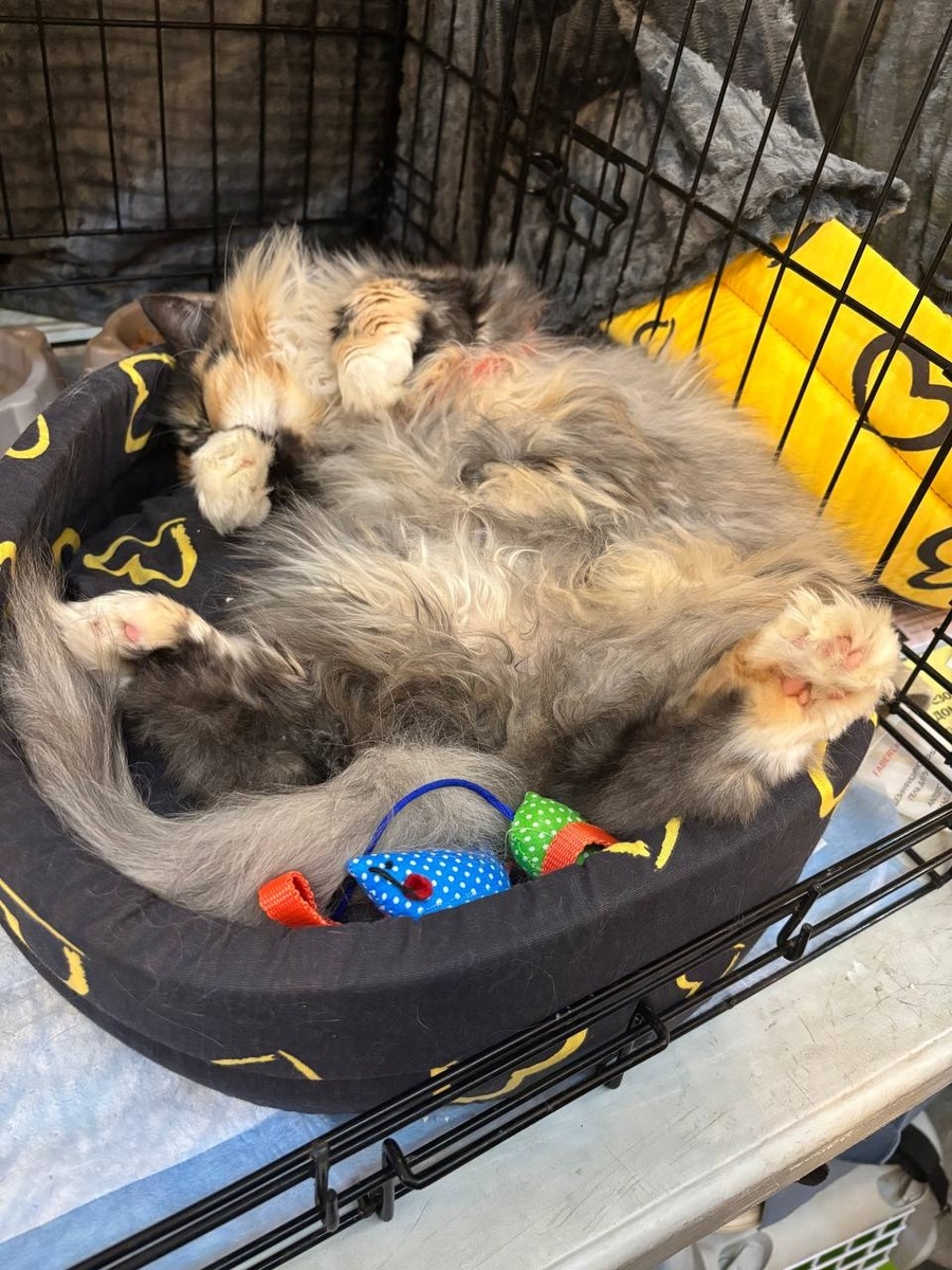 #выпускники_берегини (Китти), фото предоставлено Фондом "НИКА"