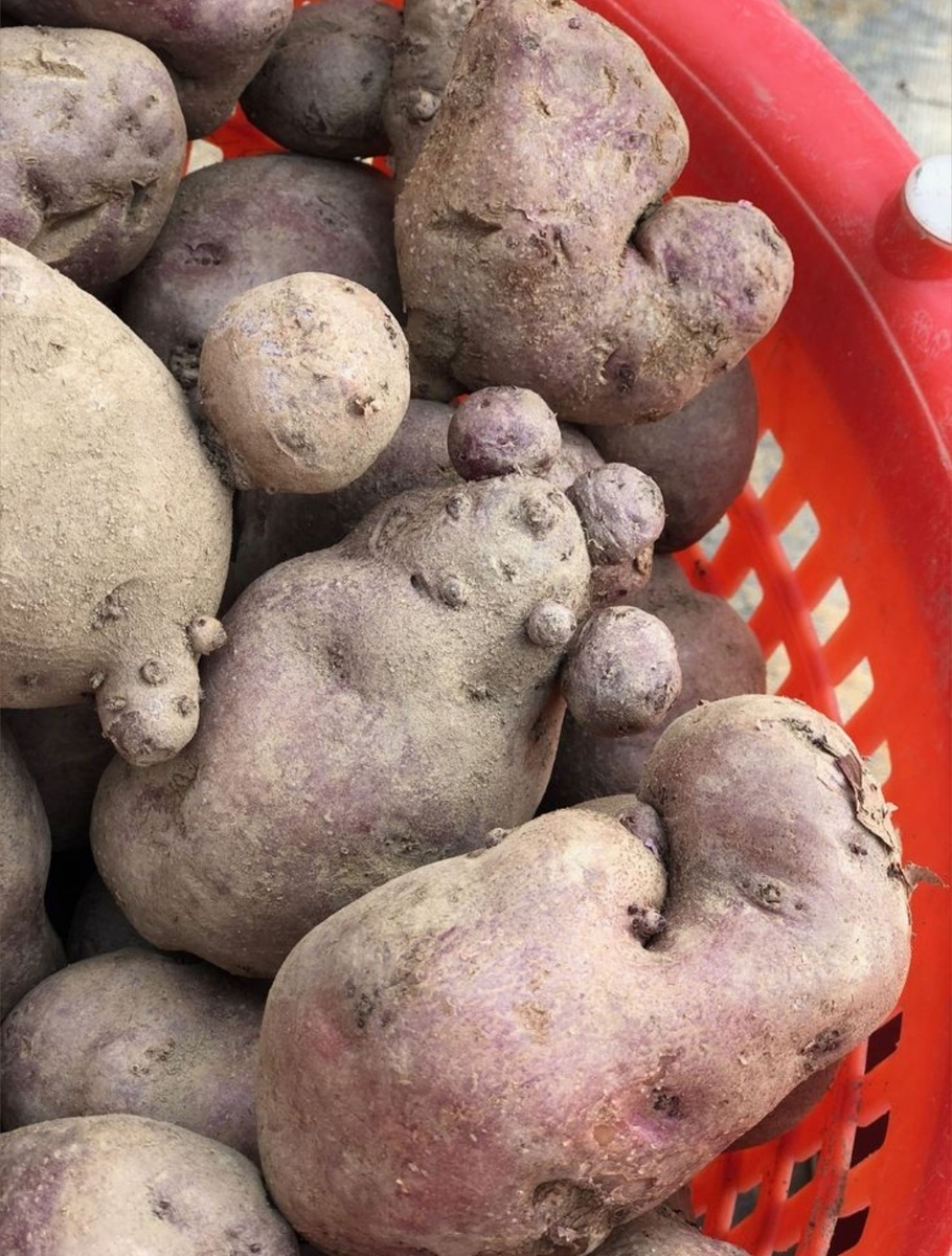 Уродливая форма клубней картофеля (деформация, израстание, трещины) может быть вызвана как инфекционными заболеваниями, так и физиологическими нарушениями. Фото из пинтереста. 