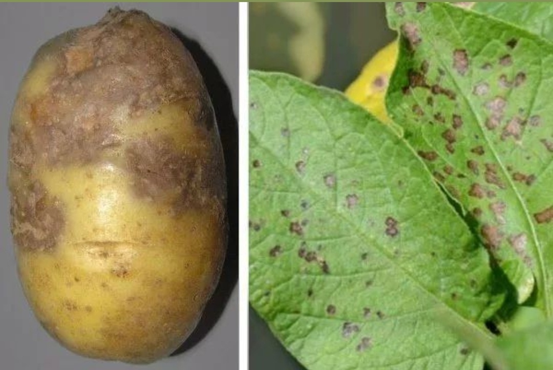 Альтернариоз (или сухая пятнистость) — это грибковое заболевание картофеля, которое проявляется появлением на листьях четких коричневых пятен с характерными концентрическими кругами, напоминающими «мишень». Фото взято из интернета.