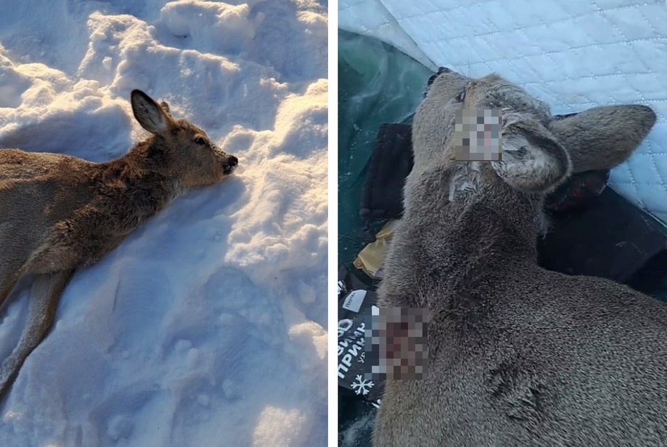   Она была сильно ослаблена. Фото: предоставлено КП-Новосибирск Романом