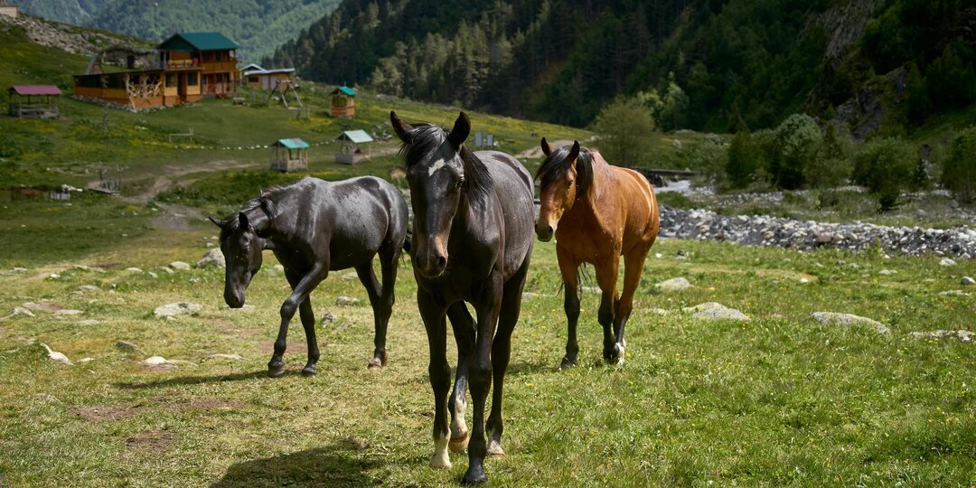 Кавказские луга, лошади и дух свободы