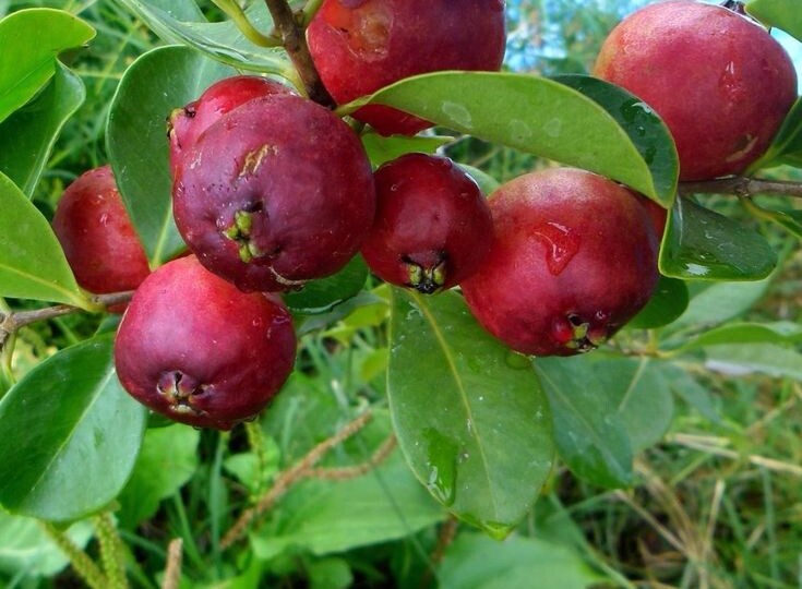 Гуава земляничная