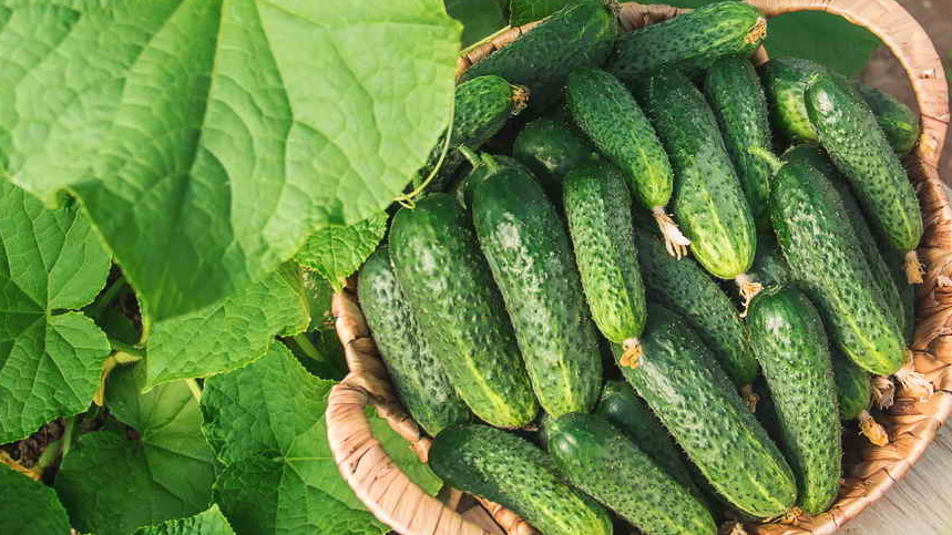 Проверенный Герман F1