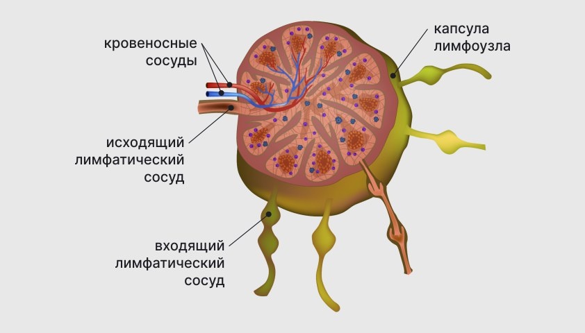 Лимфоуфзел собирает лимфу сразу из нескольких сосудов и фильтрует её, а затем она течёт дальше. Фото с сайта gemotest.ru