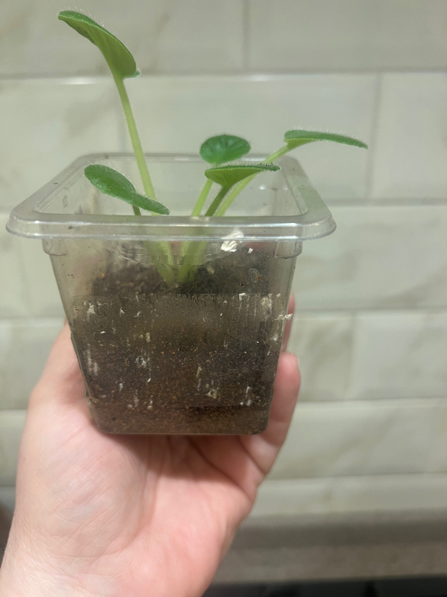 Здесь еще и очень большой стакан